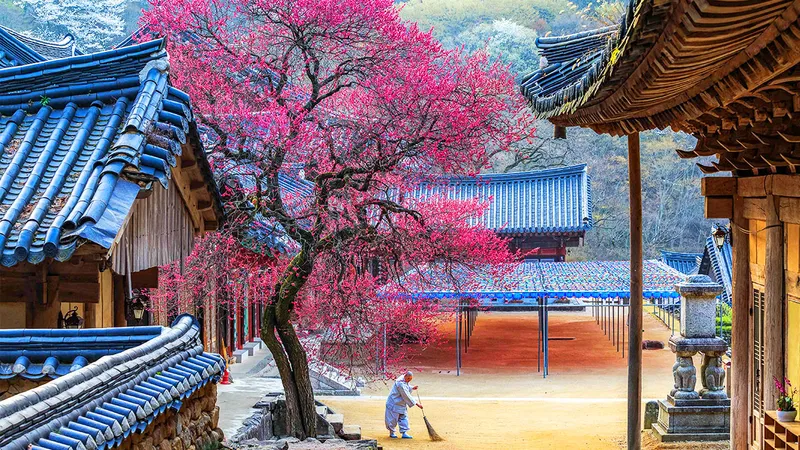 사진- 구례 화엄사 홍매화 / 한국관광공사 신윤철