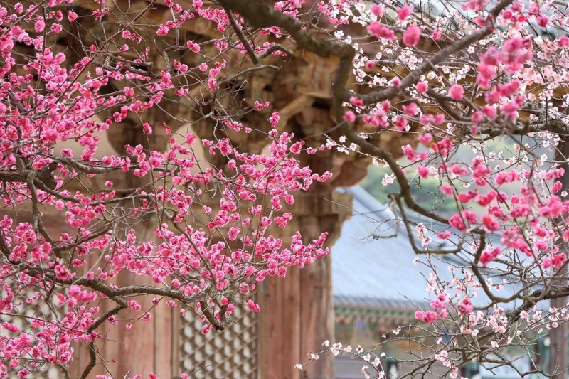 2026 양산 통도사·구례 화엄사 홍매화 개화시기 총정리 (실시간 현황·입장료·주차)