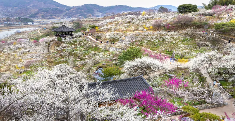 광양 매화축제 주요 체험 프로그램